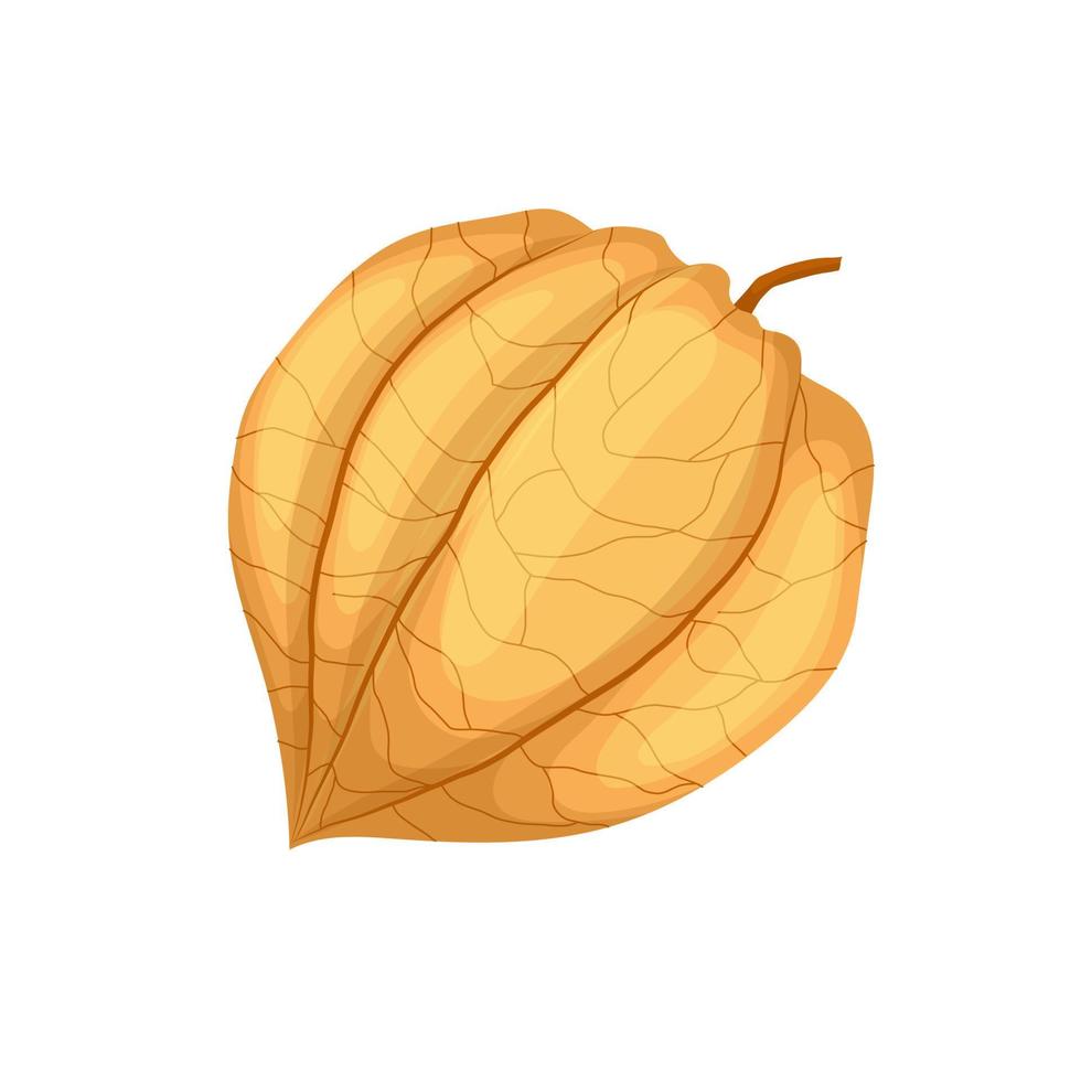 physalis ripe cartoon vector illustration