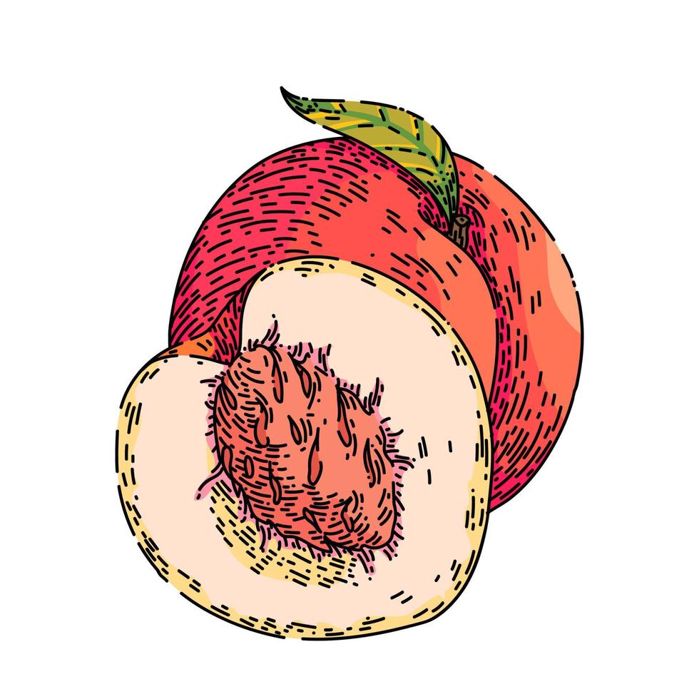 fruta melocotón boceto dibujado a mano vector