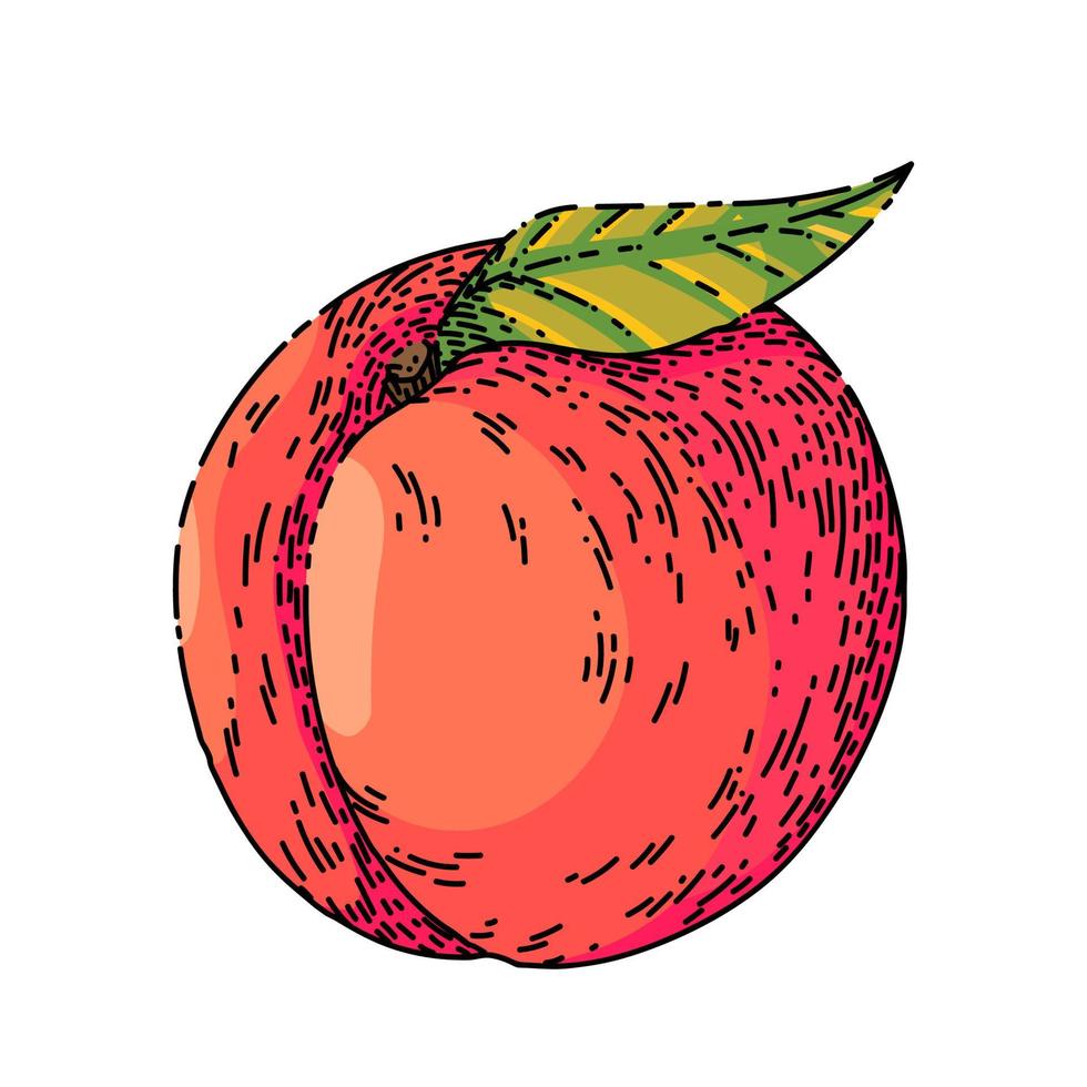 fruit peach sketch hand drawn vector