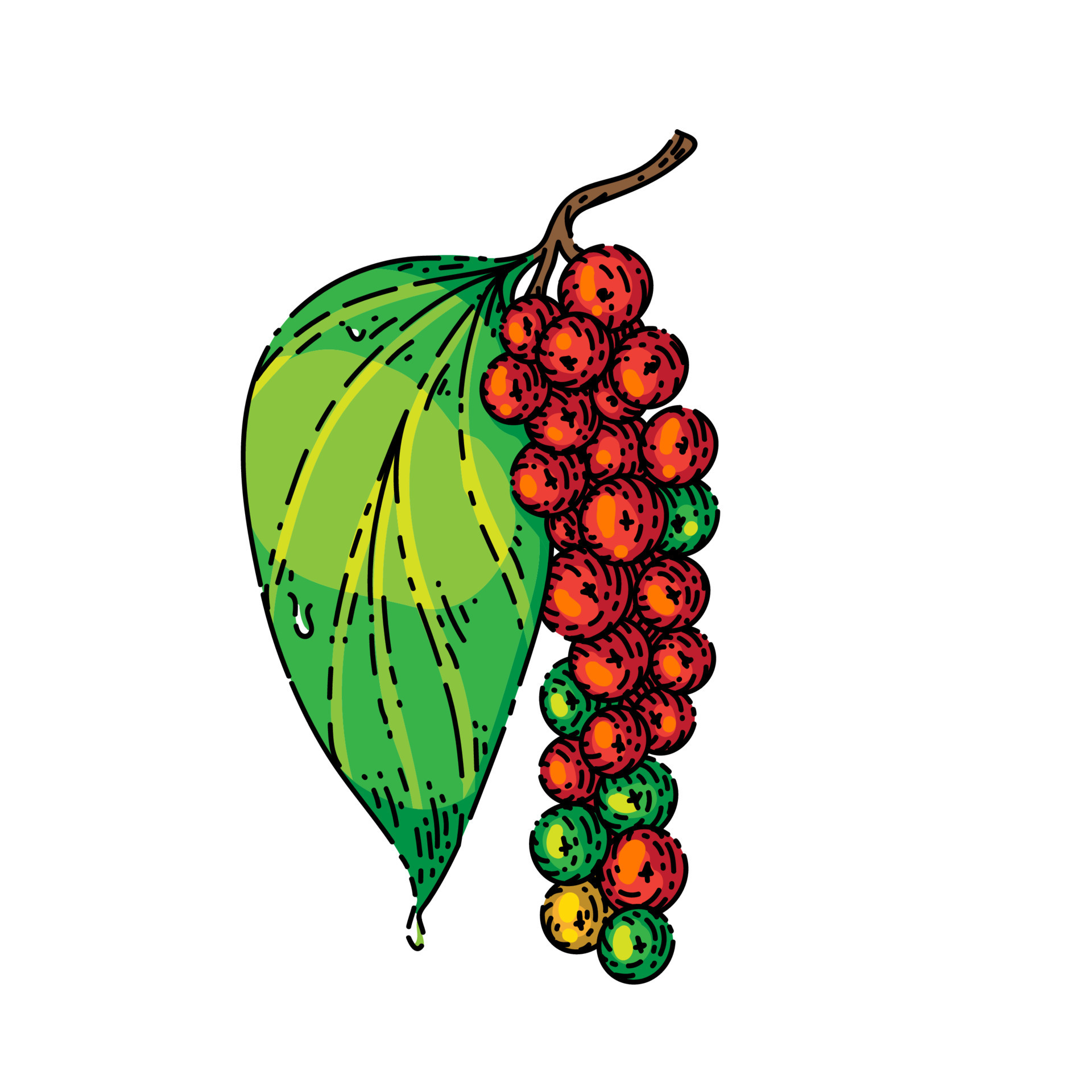 peppercorn pepper branch sketch hand drawn vector 17415962 Vector Art