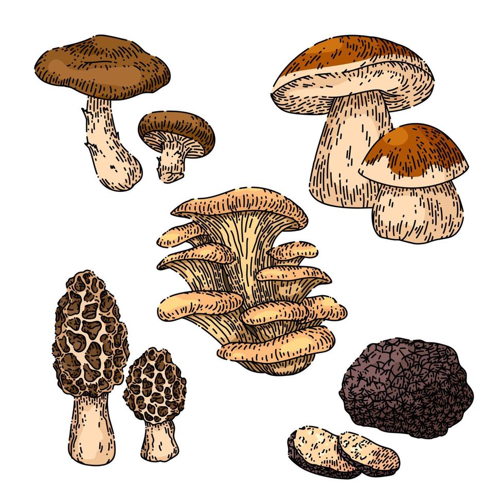 mushroom retro set sketch hand drawn vector