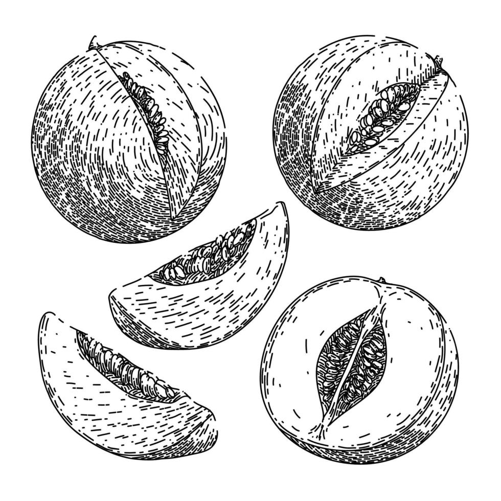 melon cantaloupe fruit set sketch hand drawn vector