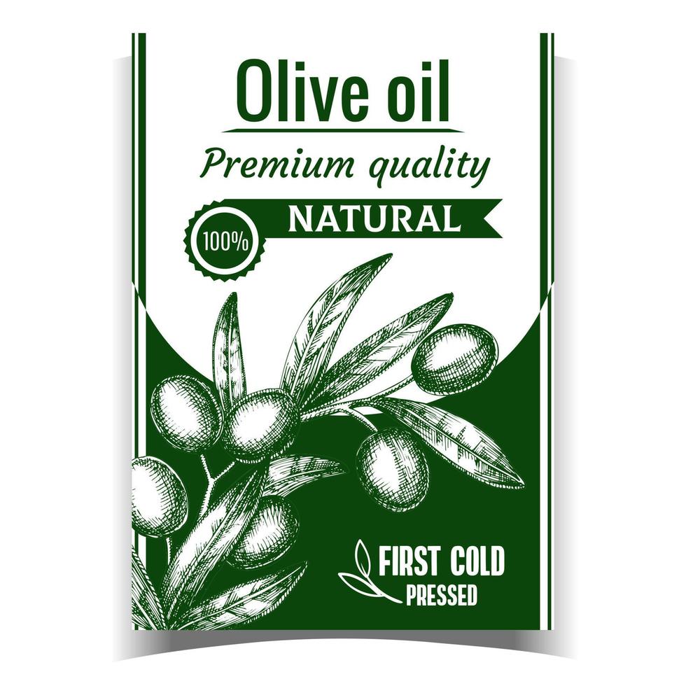 vector de cartel de rama de olivo de frescura natural