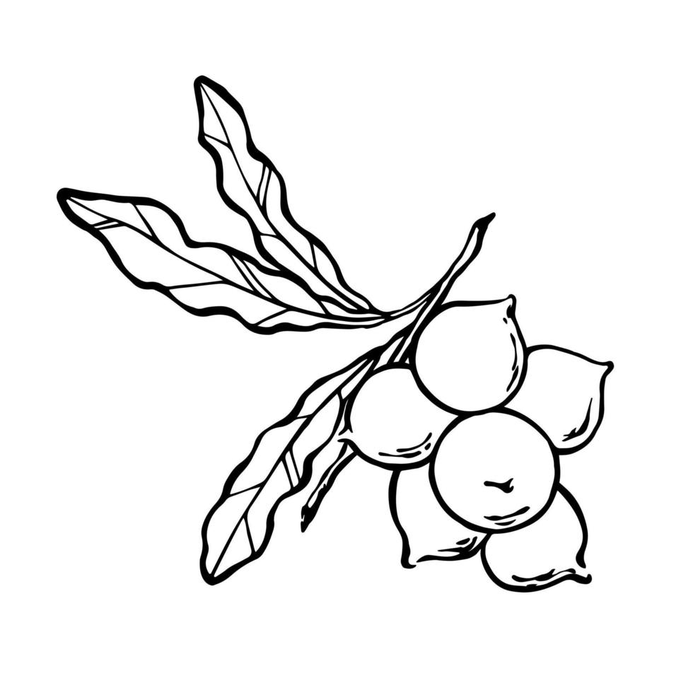 nueces de macadamia en rama con hojas. ilustración de vector de contorno monocromo.