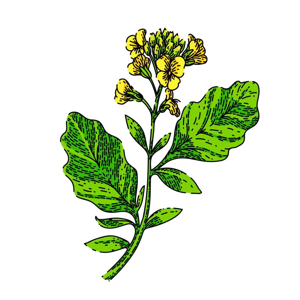 mustard plant sketch hand drawn vector