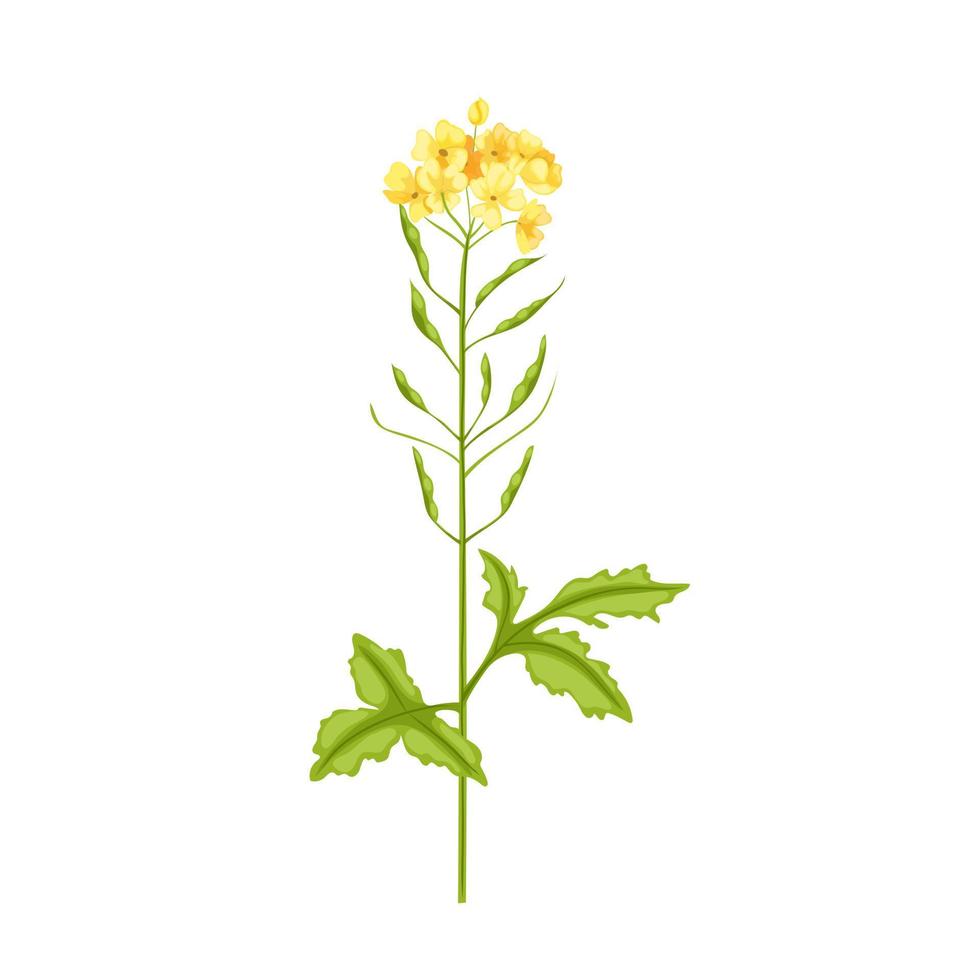mustard plant cartoon vector illustration