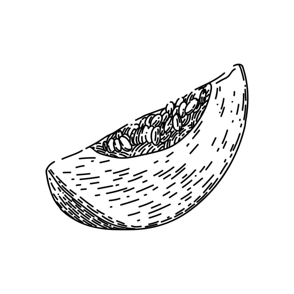 melon cantaloupe slice sketch hand drawn vector