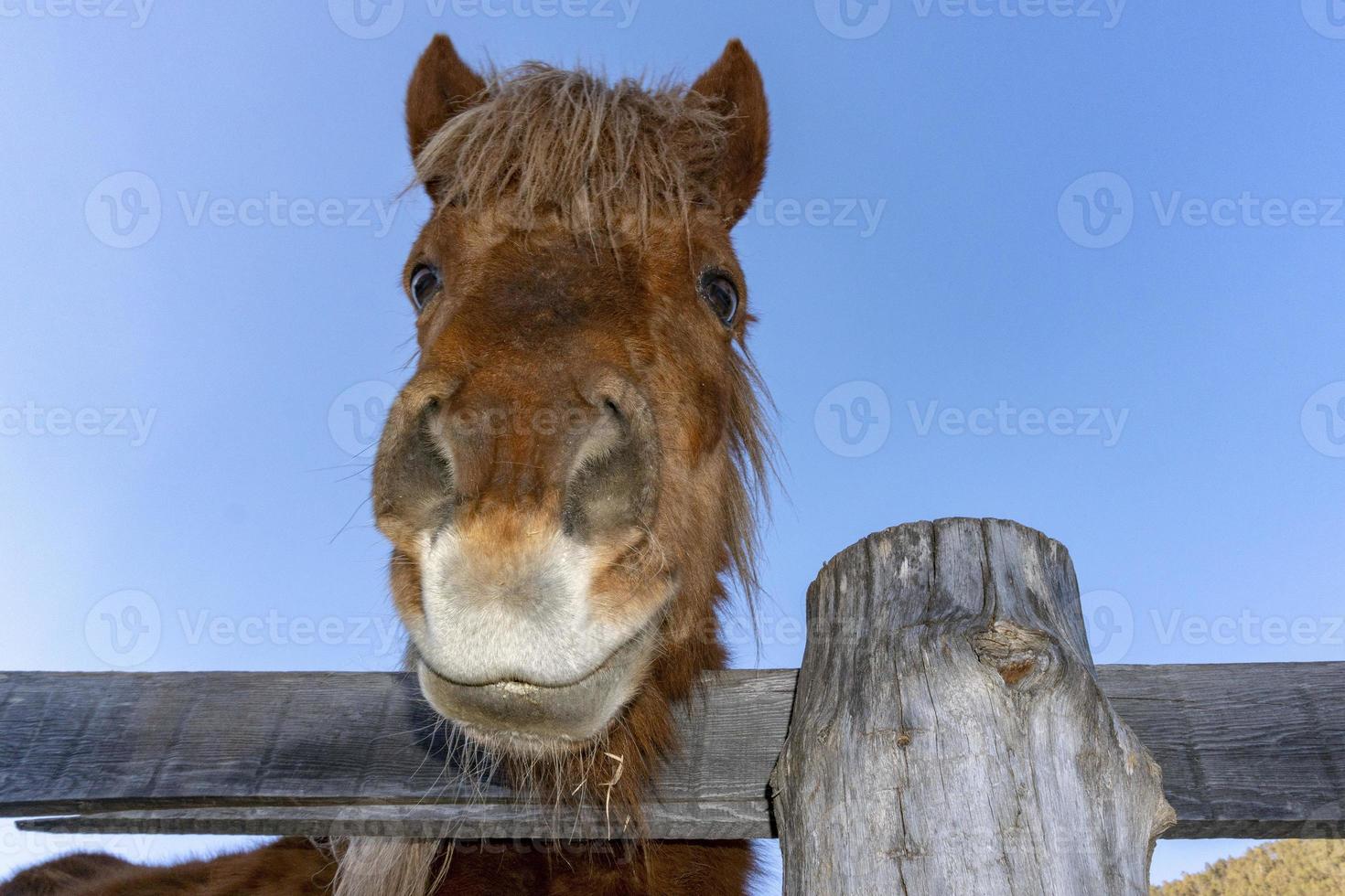 funny face horse portrait photo