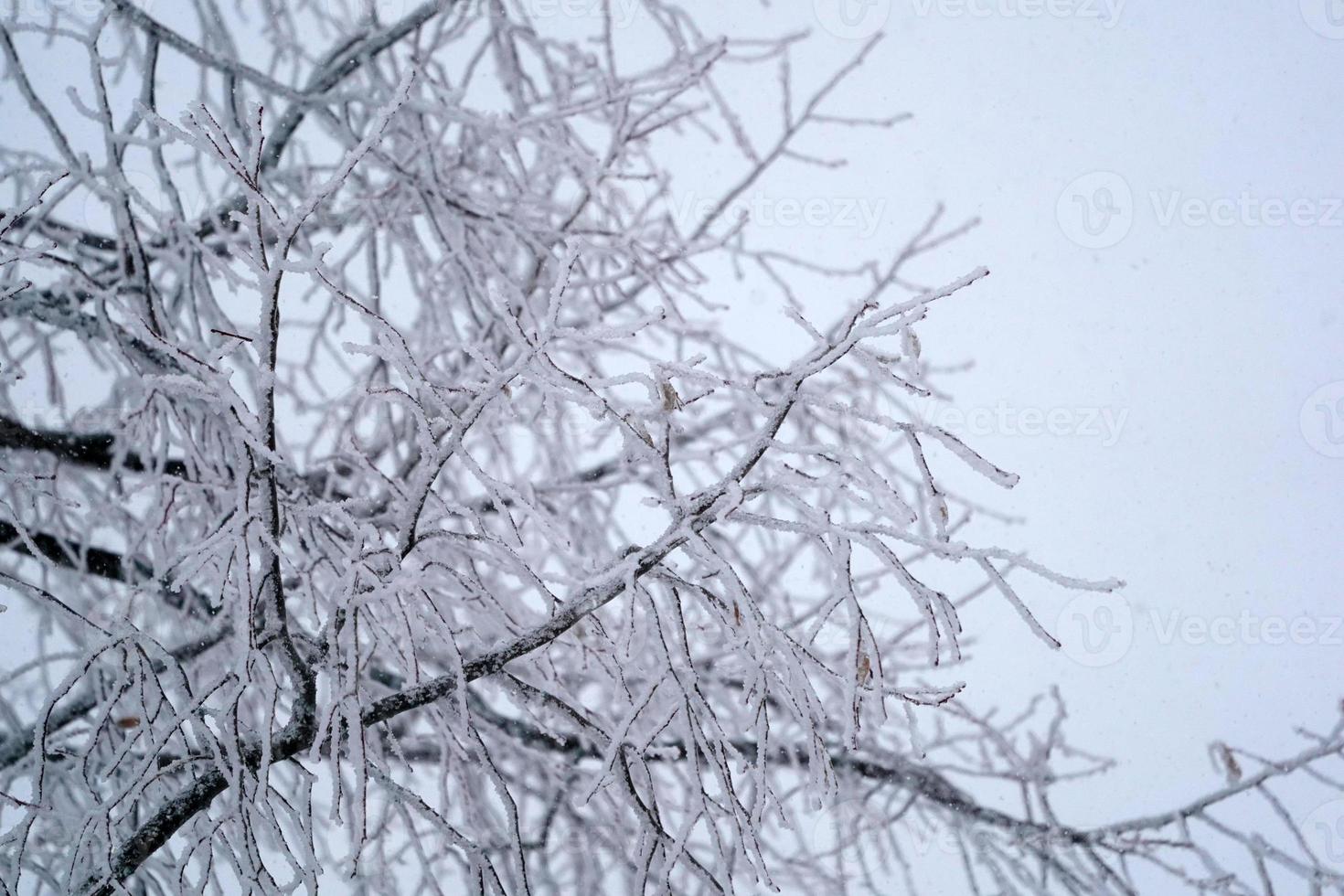 Forest while snowing in winter photo