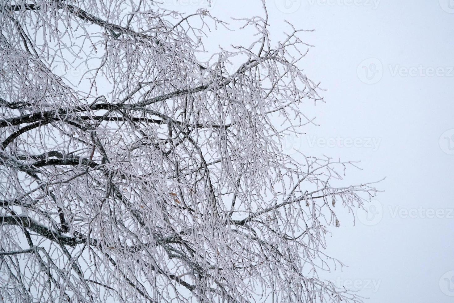 Forest while snowing in winter photo