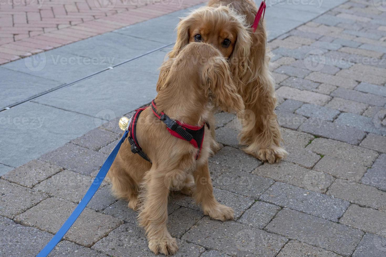 puppy dog cocker spaniel portrait with adult one photo