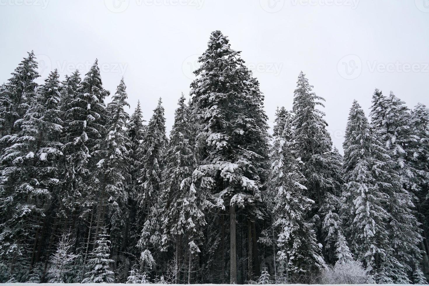 Forest while snowing in winter photo