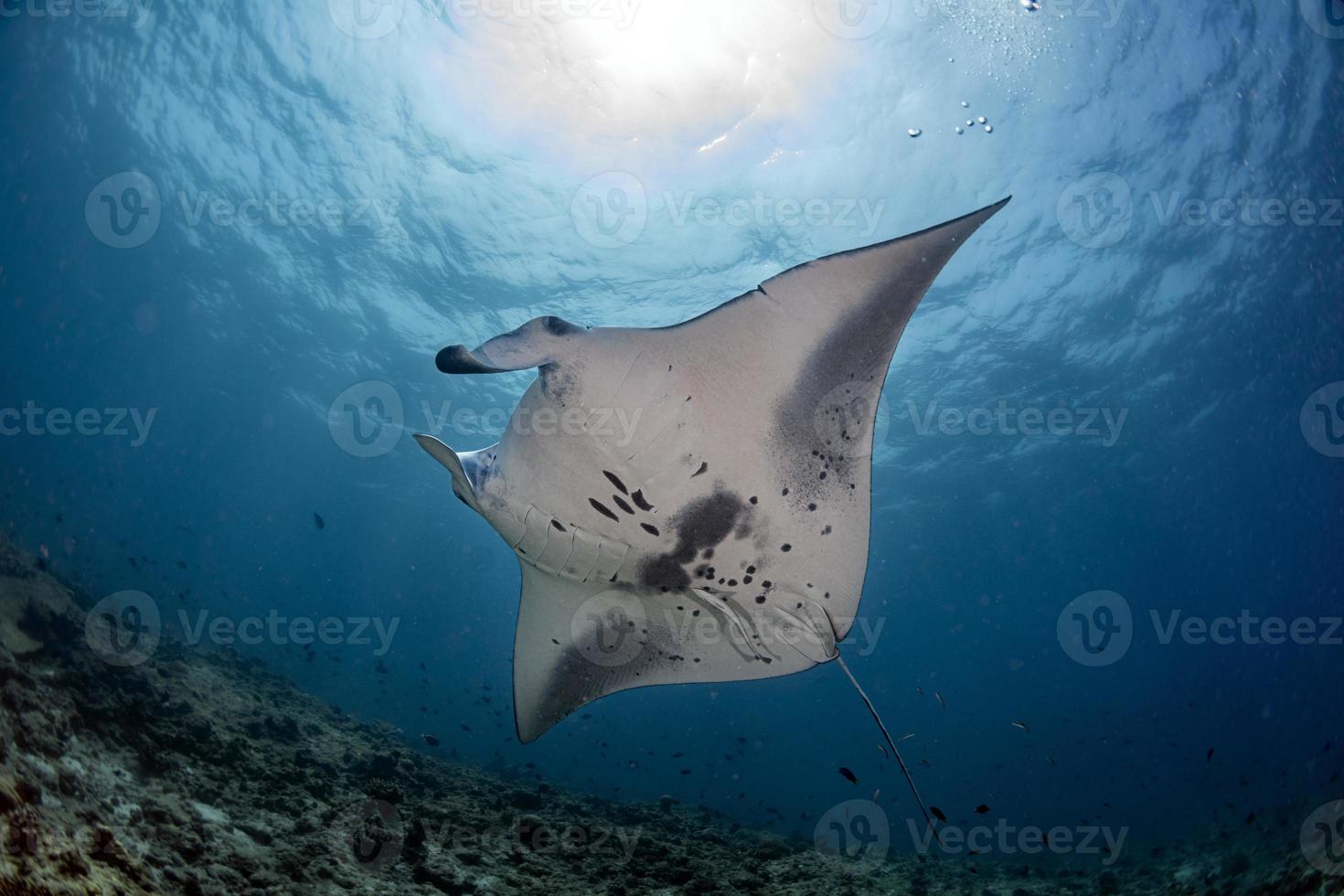 Manta underwater in the blue ocean background photo