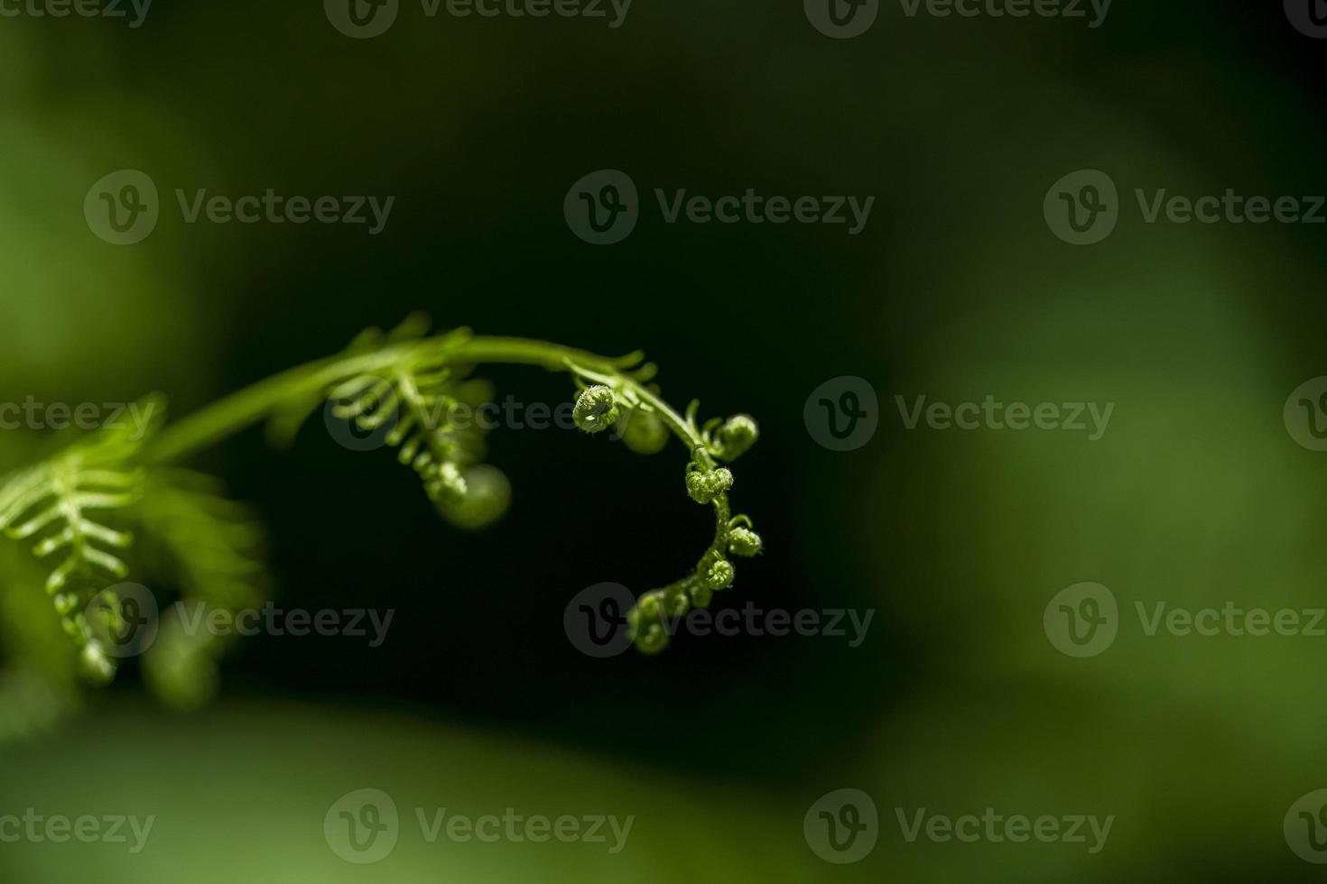 fern leaf isolated on green photo