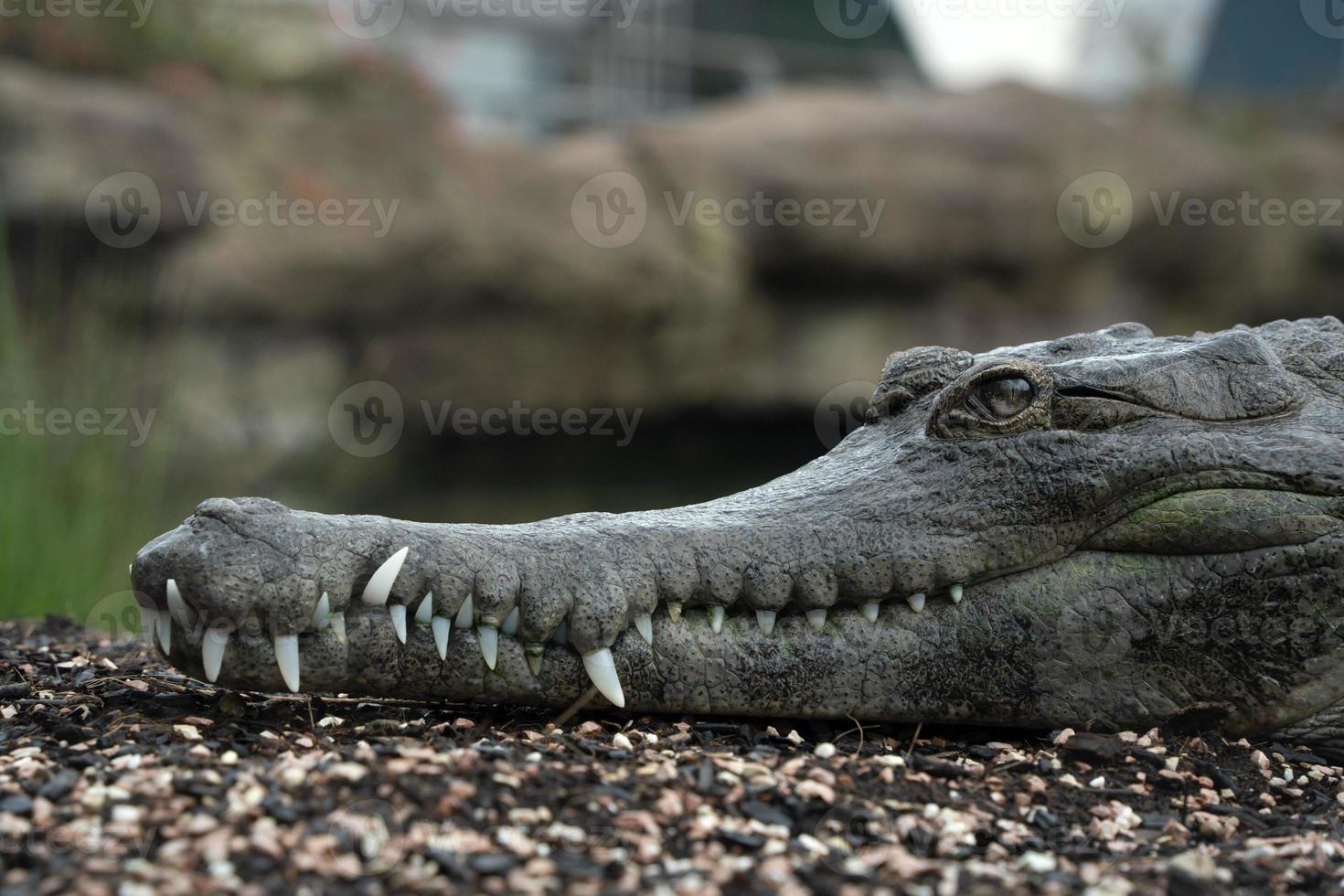 Crocodile close up detail portrait photo