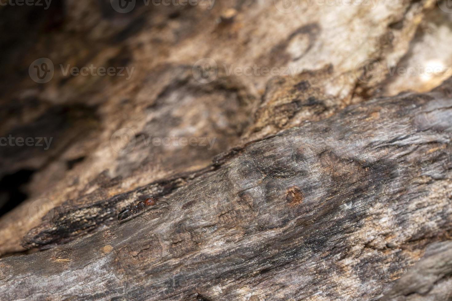 Red head ant honeypot Myrmecocystus close up macro move effect panning photo