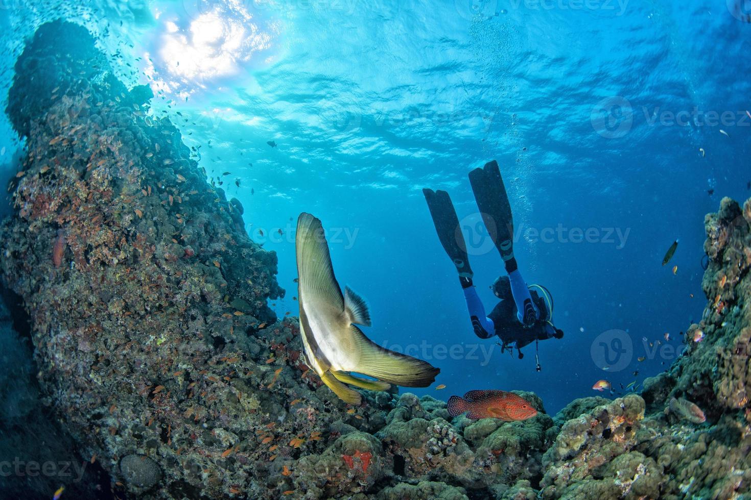 Diver meets a bat fish underwater photo