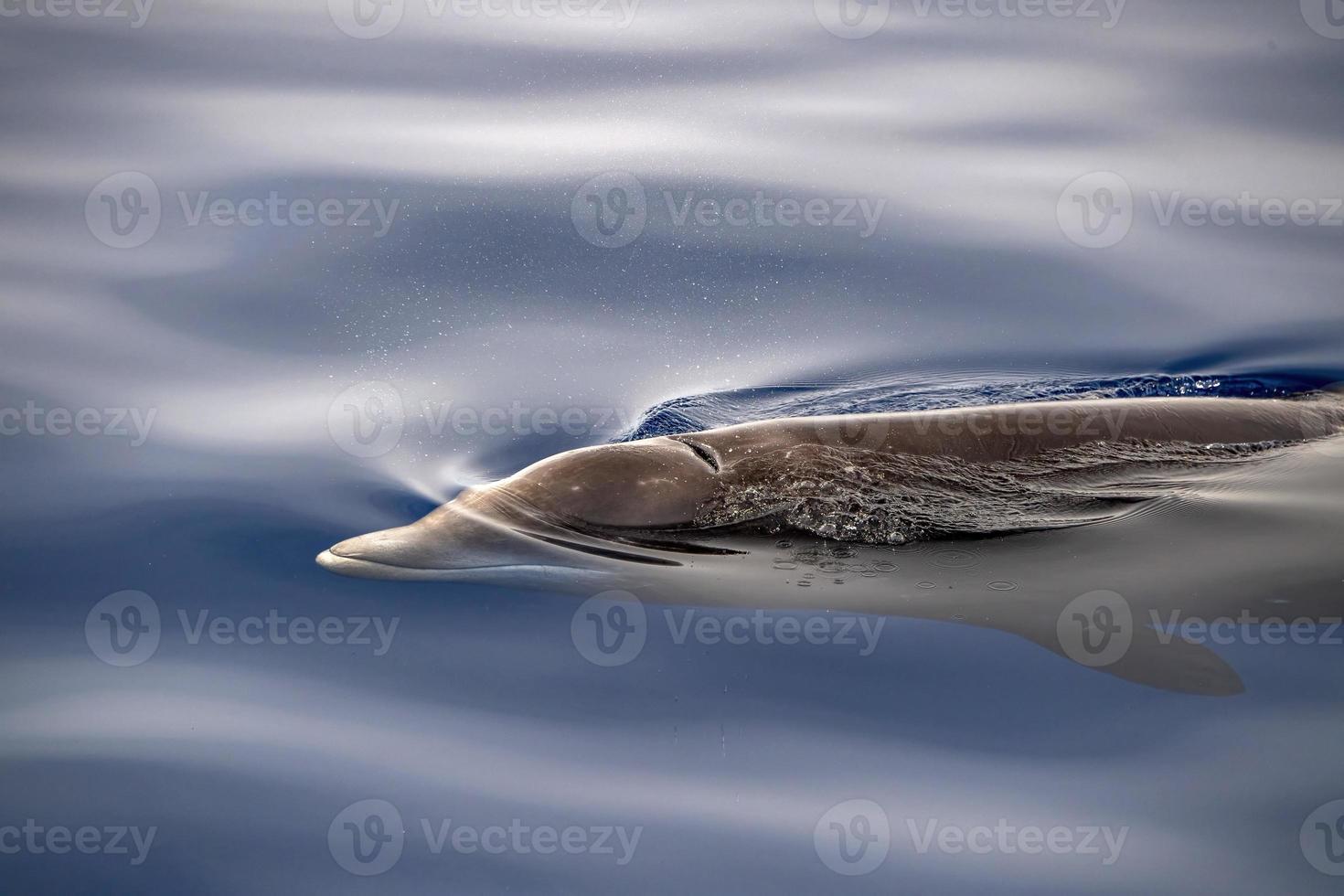 Cuvier Beaked Whale underwater near sea surface photo