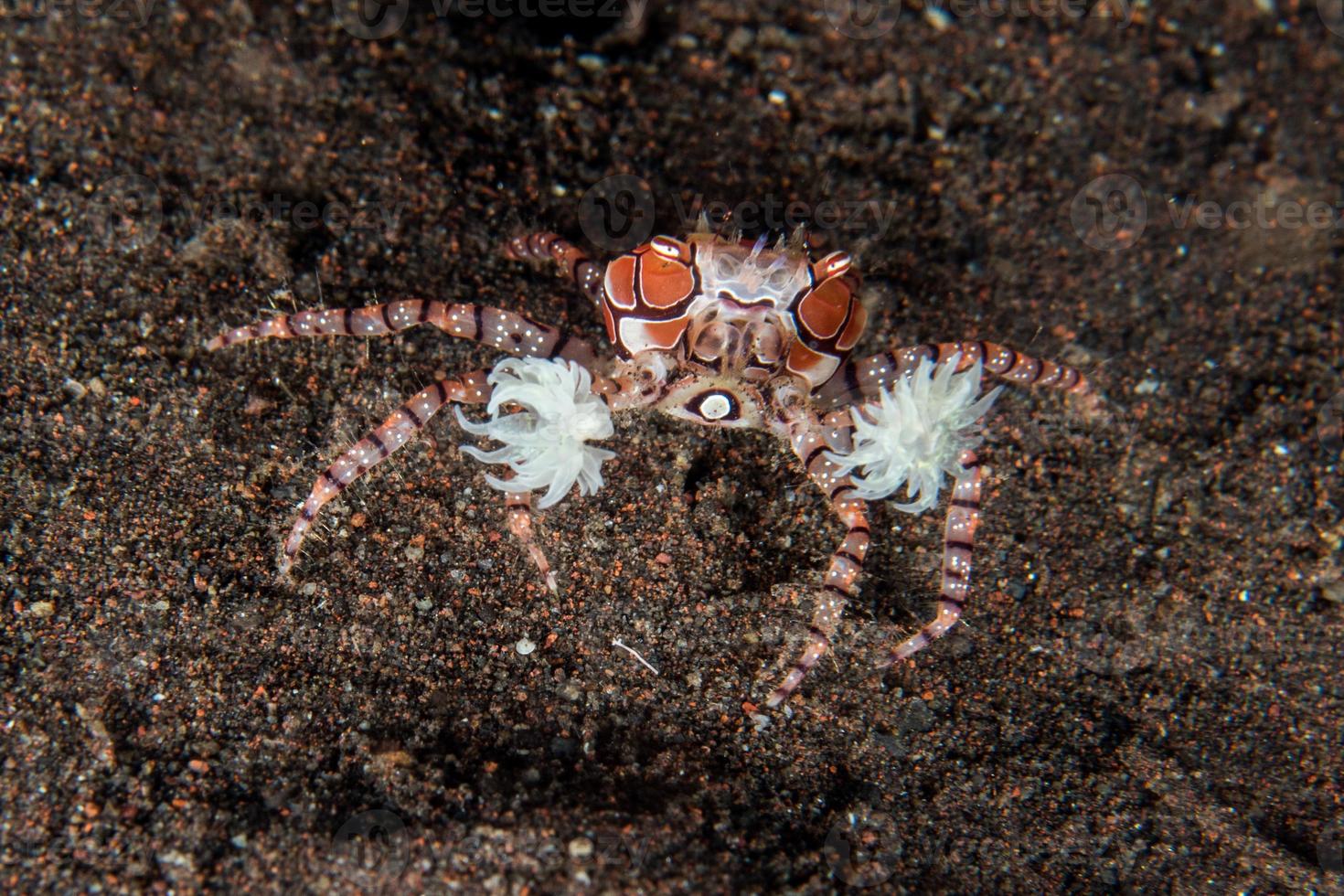 Boxer crab underwater close up portrait macro 17416684 Stock Photo at