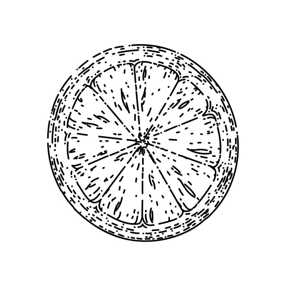 lemon ripe slice sketch hand drawn vector
