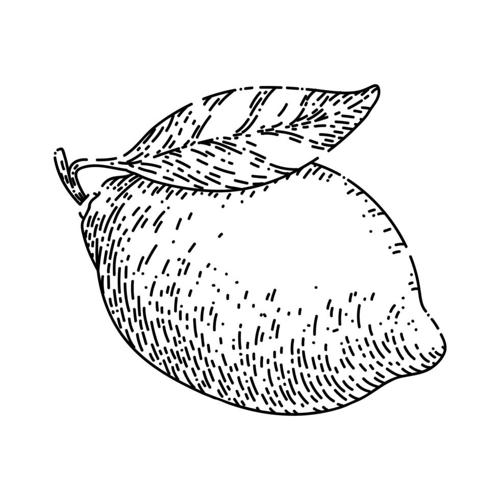 fresh lemon sketch hand drawn vector