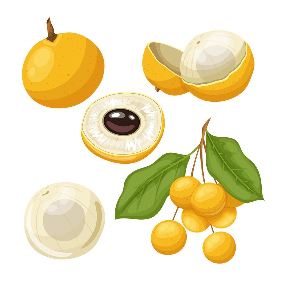 longan asian fruit set cartoon vector illustration