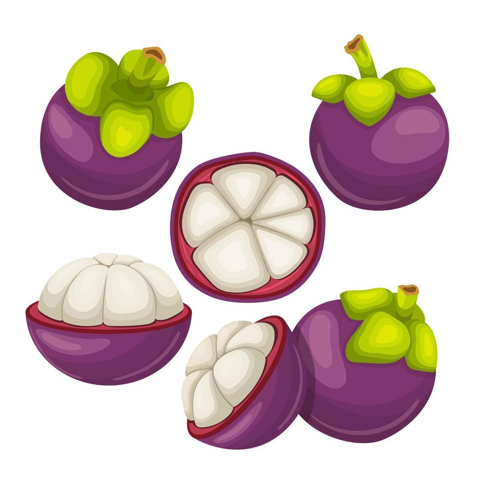 mangostán fruta comida fresca conjunto dibujos animados vector ilustración