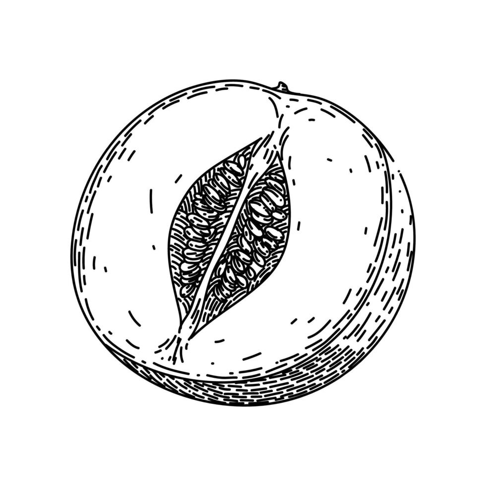 melon cantaloupe cut sketch hand drawn vector