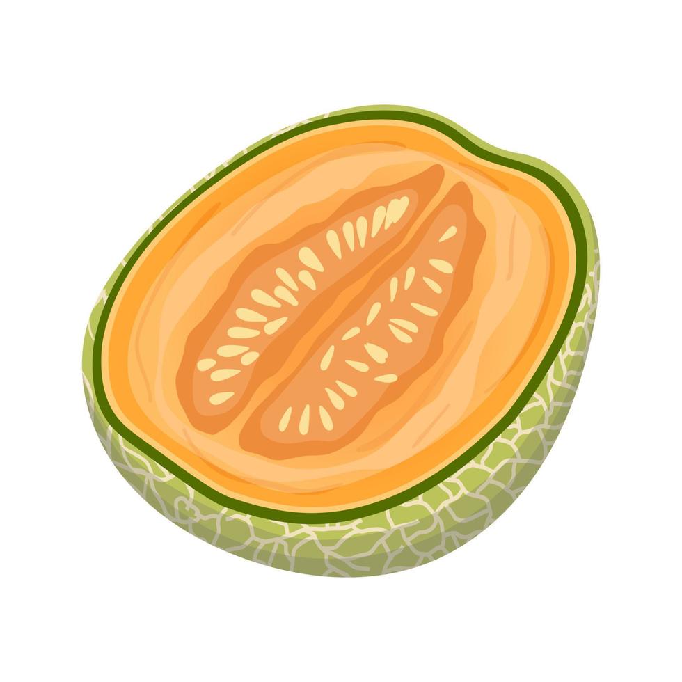 melon cantaloupe cut cartoon vector illustration 17416773 Vector Art at