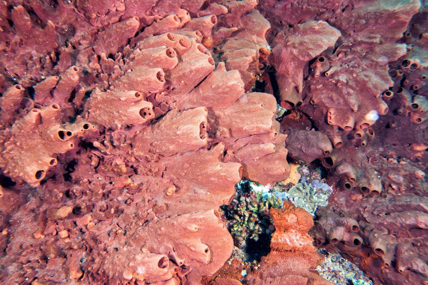 Giant sponge in the blue background while divinig Indonesia photo