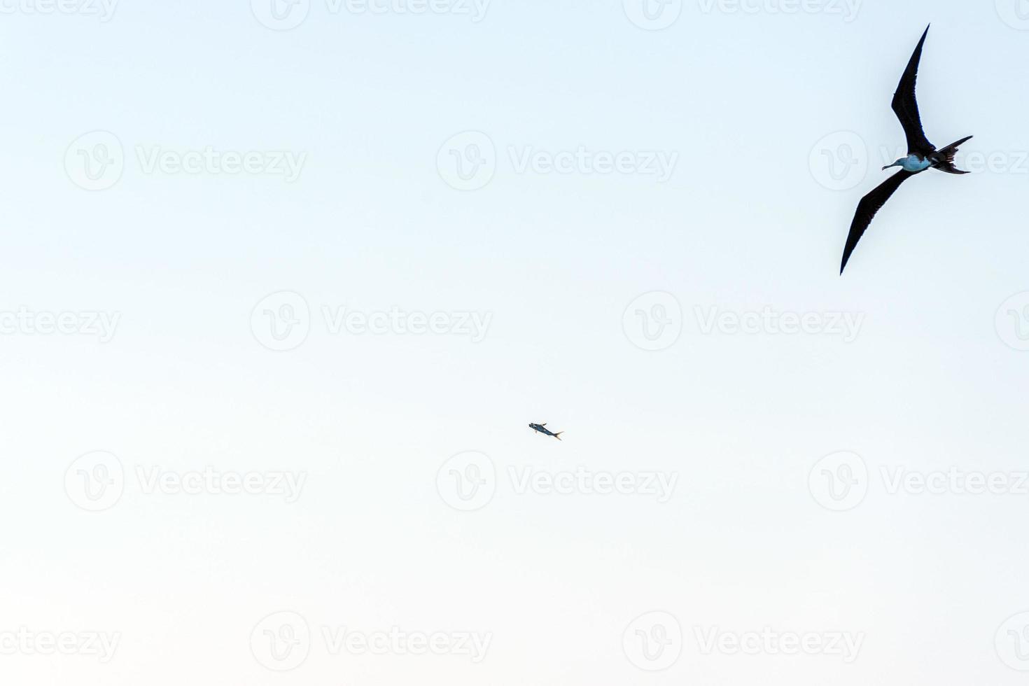 pájaro fragata mientras lucha por una captura de pescado foto