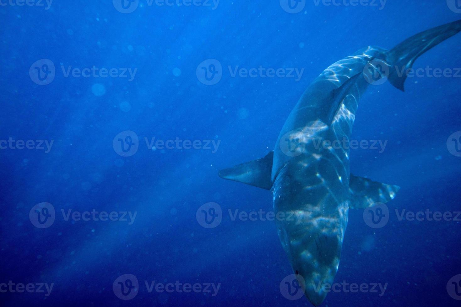 Great White shark ready to attack from deep blue photo