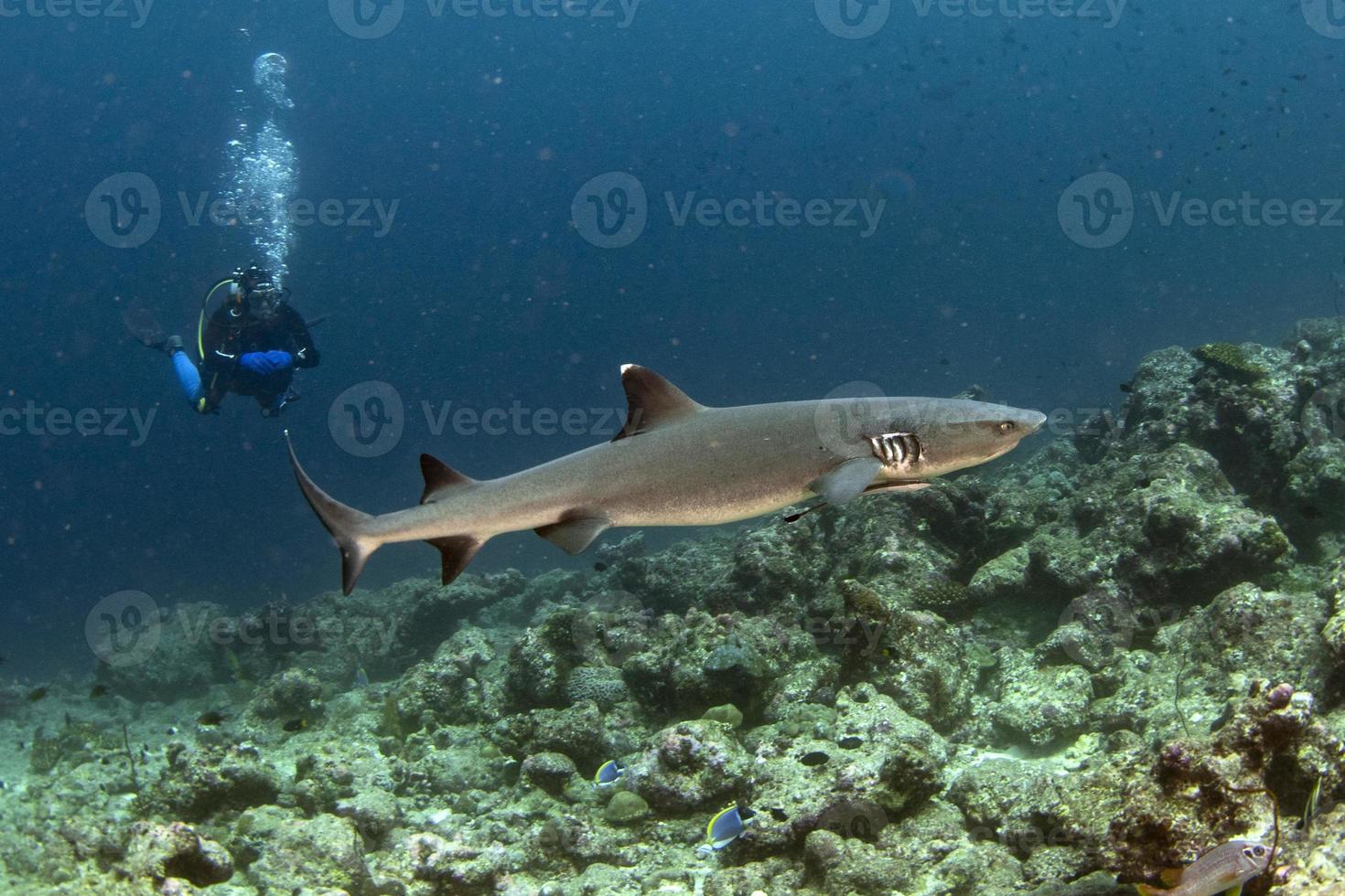 baby shark close to scuba diver photo