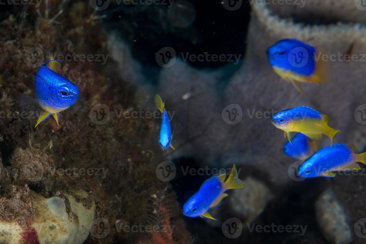 small fish on corals house for Fishes diving indonesia photo