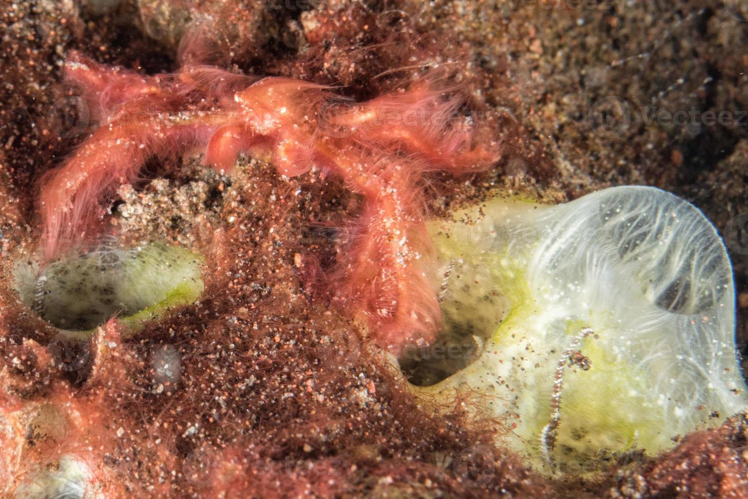 Red orang utan crab on hard coral macro photo