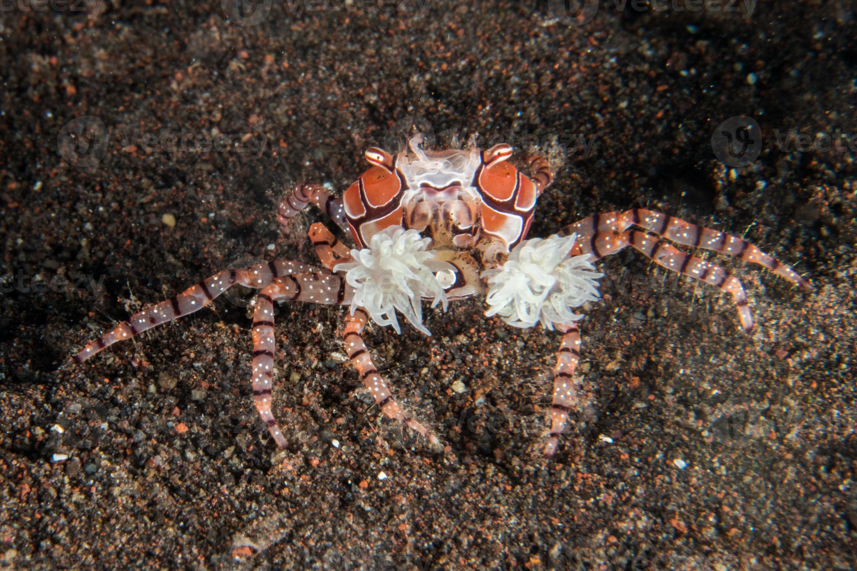Prepare To Be Amazed: The Boxer Crab Composer Story - q697emu