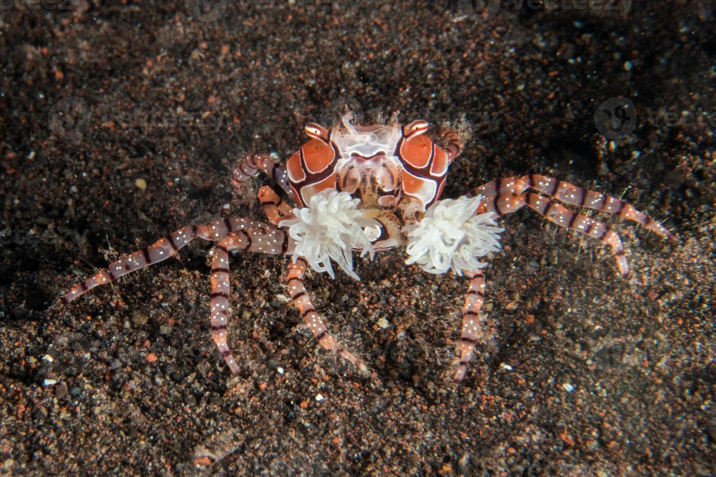 Boxer crab underwater close up portrait macro photo