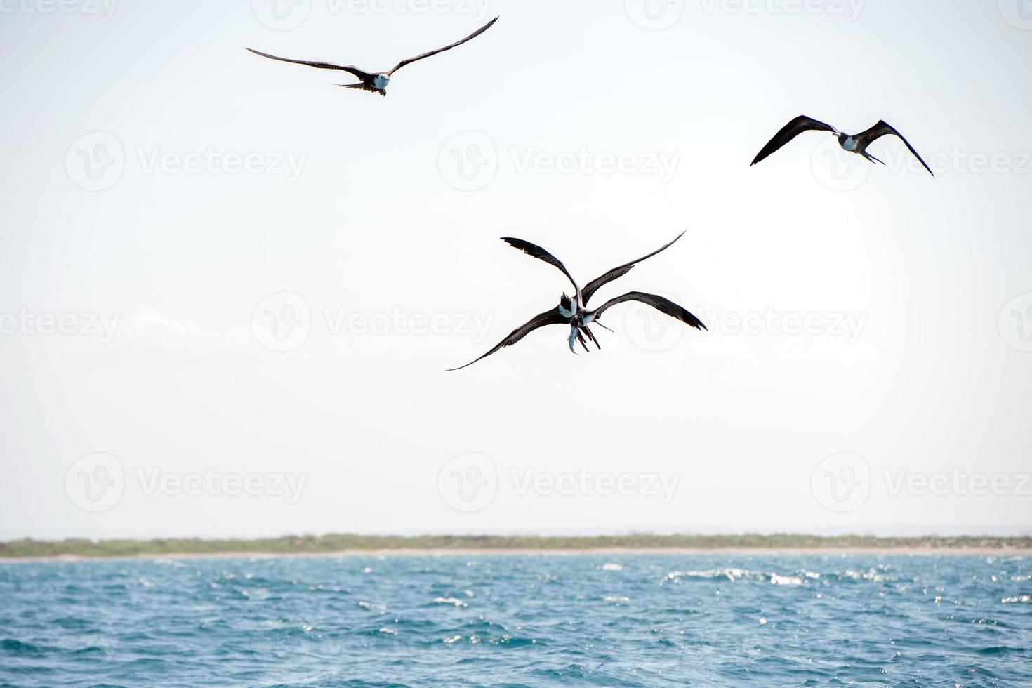 Frigate bird while fighting for a fish catch photo