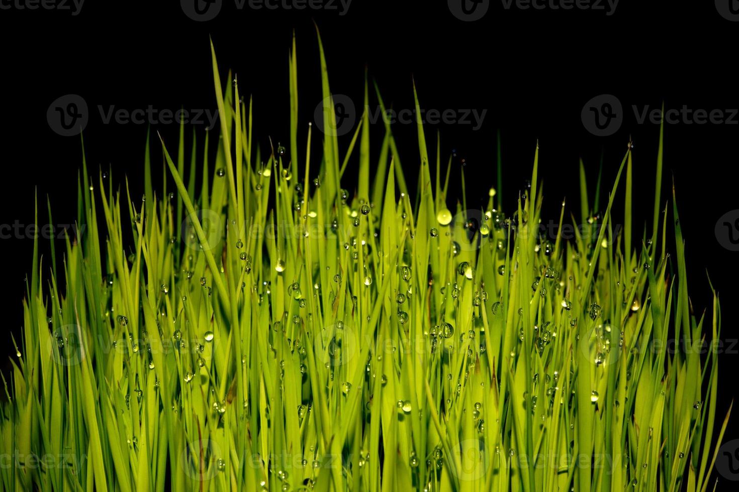 rice plant with rain water drops macro photo