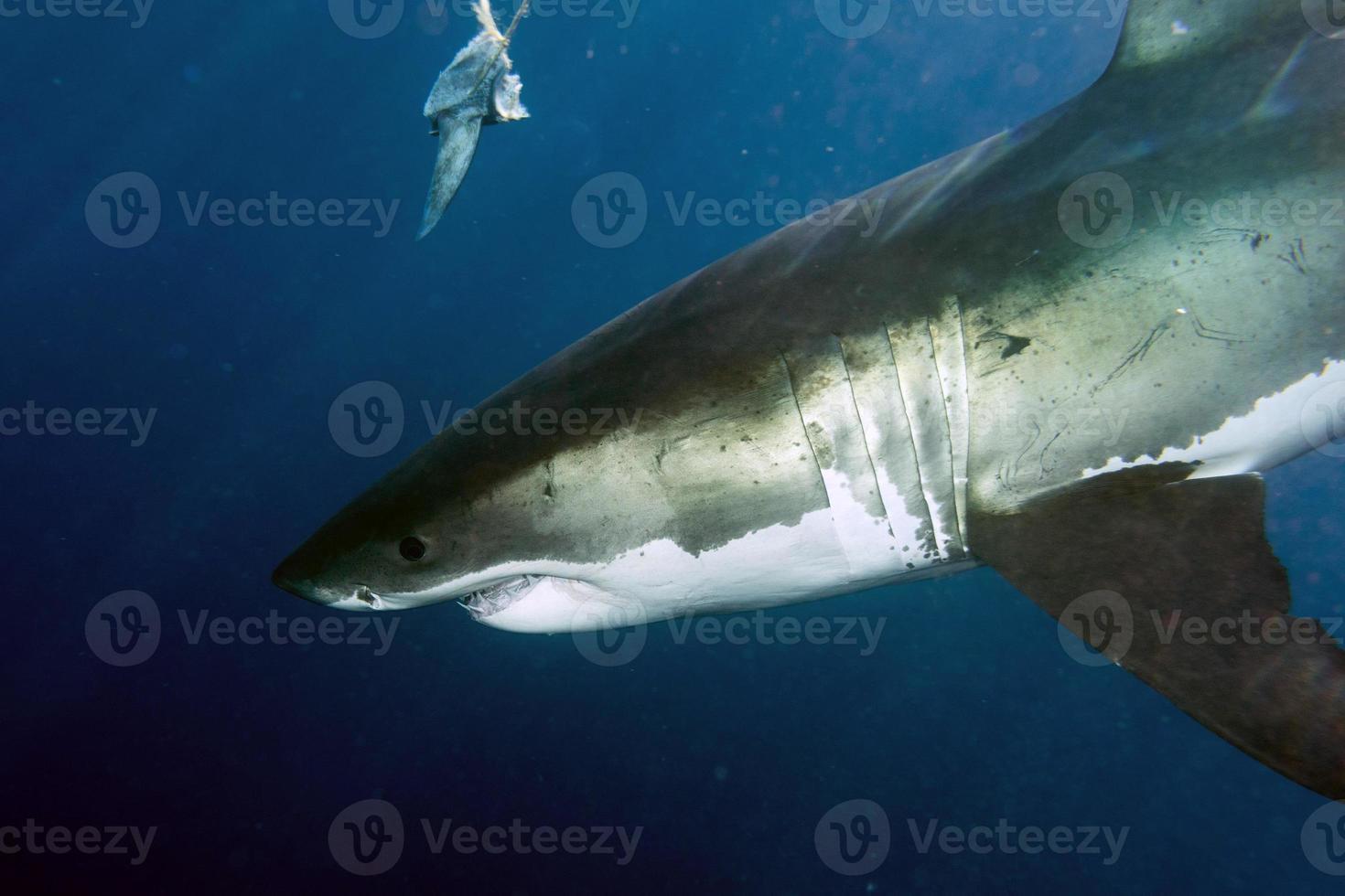 Great White shark ready to attack photo