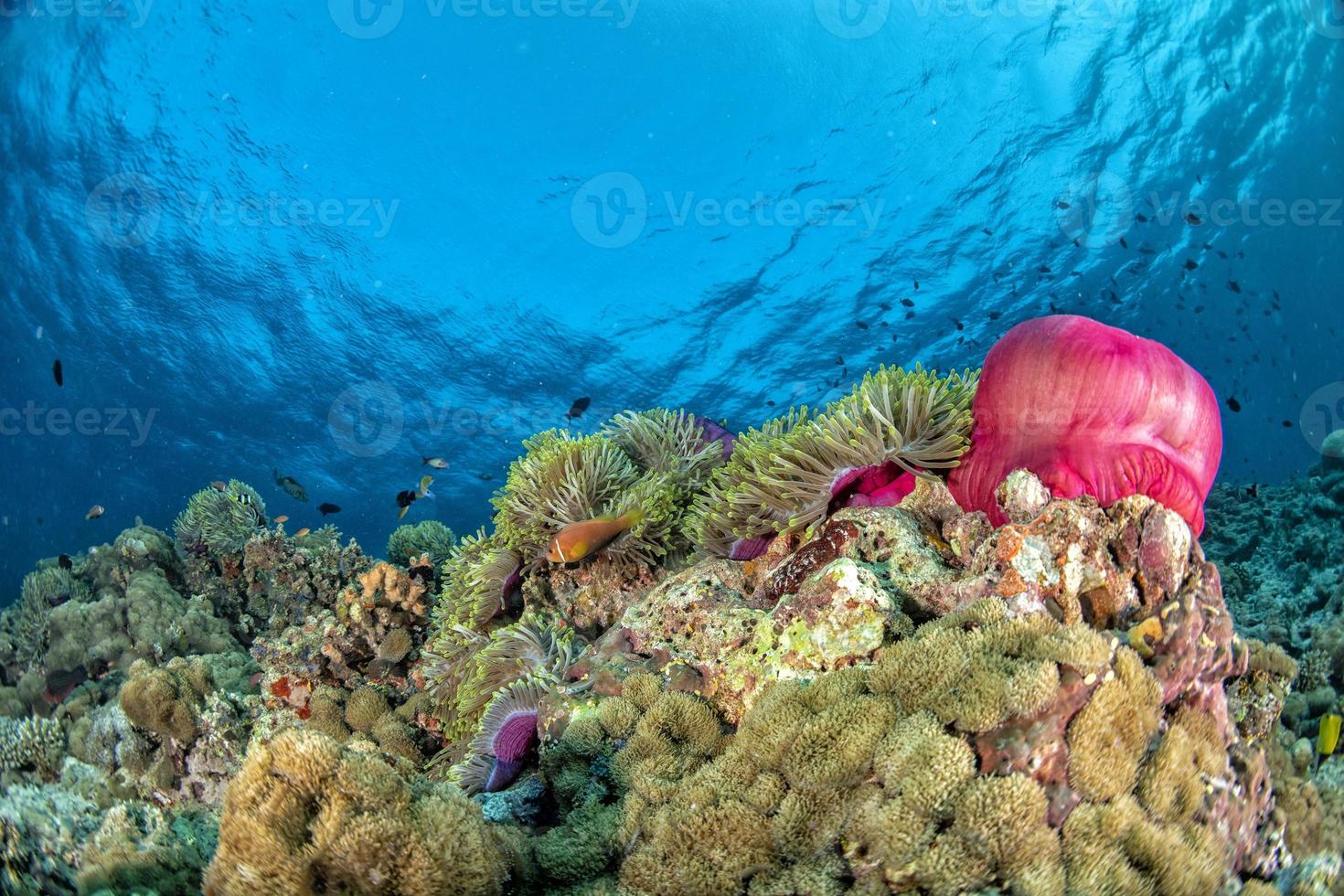 colorido paisaje submarino con pez payaso anémona en el océano azul profundo foto