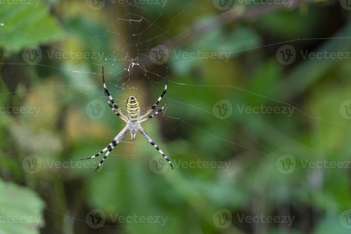 giant spider on green bokeh photo