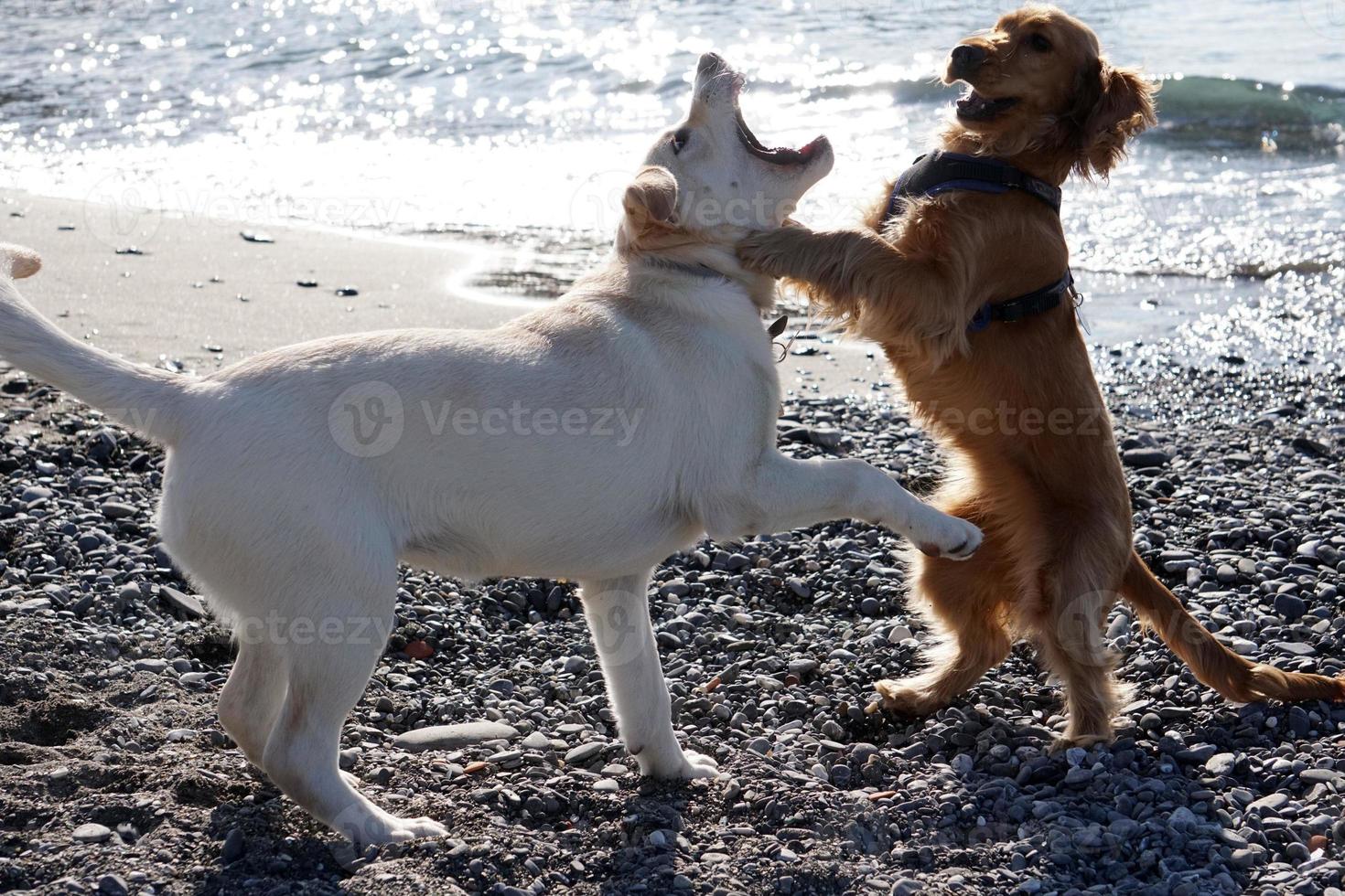 Cachorro de perros jóvenes jugando en la playa spaniel cocker y retriver foto