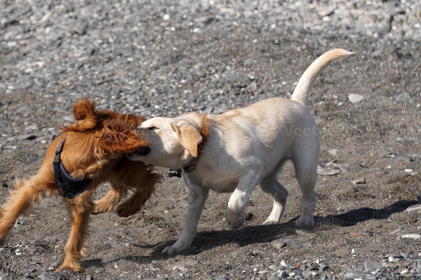 Cachorro de perros jóvenes jugando en la playa spaniel cocker y retriver foto