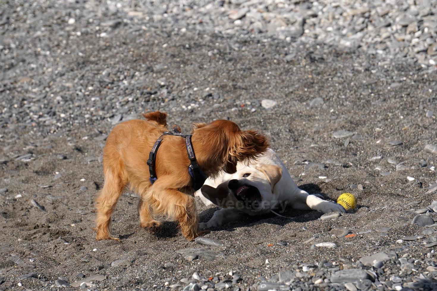 Cachorro de perros jóvenes jugando en la playa spaniel cocker y retriver foto