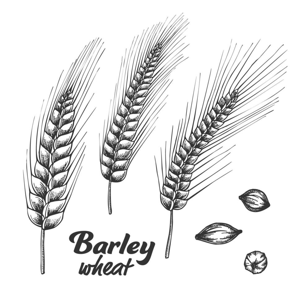 Designed Barley Wheat Spike And Seed Set Vector