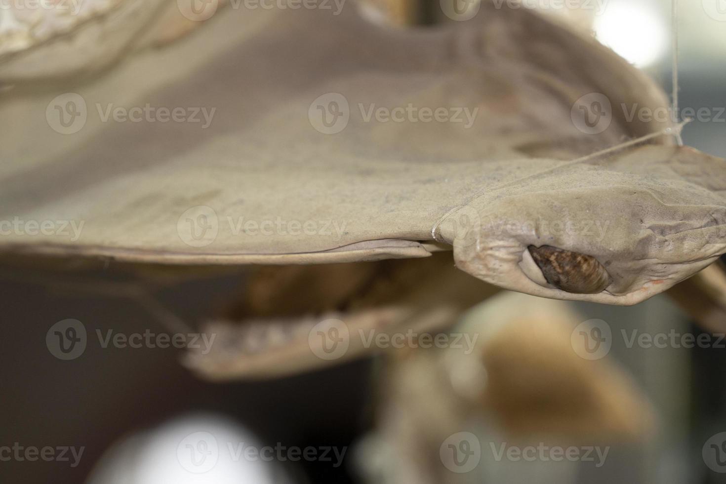Dried shark fish at the market photo