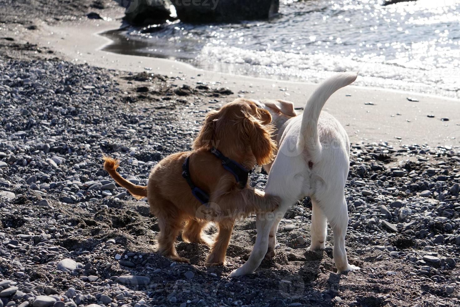 young dogs puppy playing on the beach spaniel cocker and retriver photo