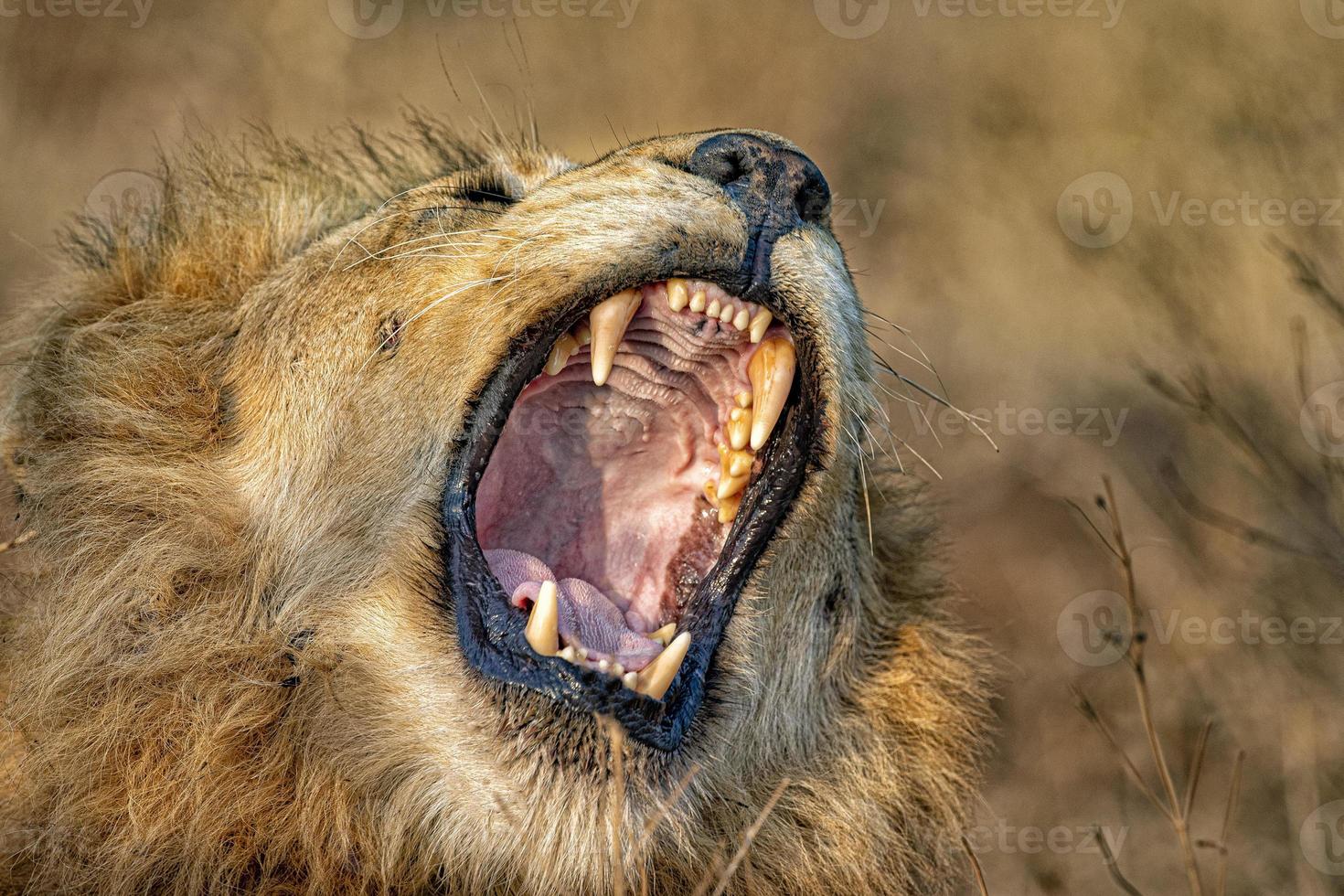 roaring male lion in kruger park south africa photo