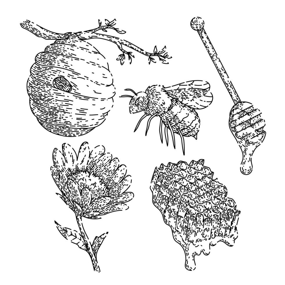 honey bee set sketch hand drawn vector